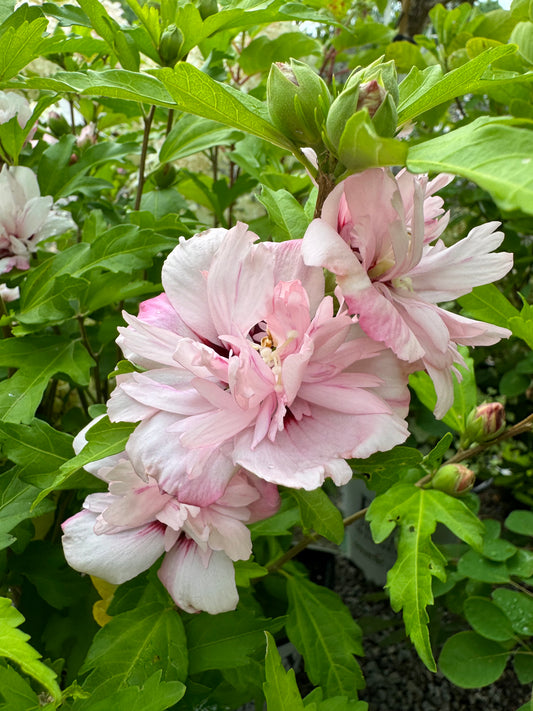 Rose of Sharon ‘Blushing Bride’