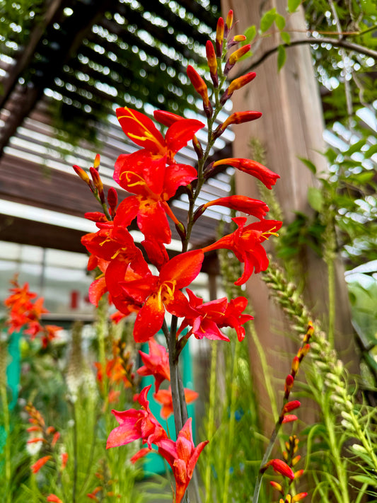 Crocosmia LUCIFER 1gal
