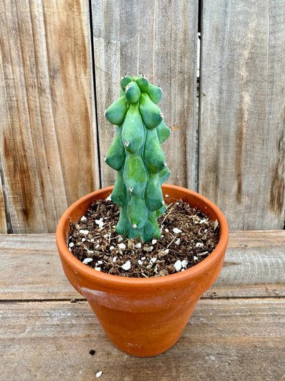 3” Myrtillocactus Geometrizans Fukurokuryuzinboku aka Boobie Cactus