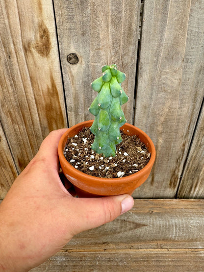 3” Myrtillocactus Geometrizans Fukurokuryuzinboku aka Boobie Cactus