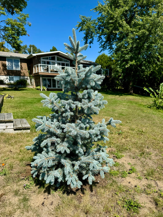 Blue Spruce ‘Hoopsii’