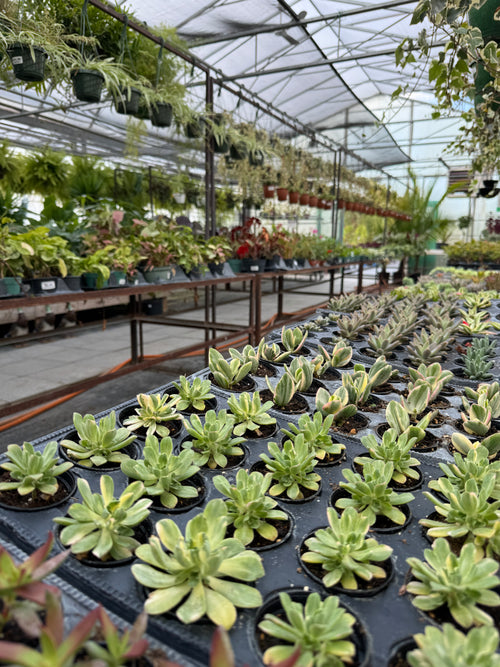 Succulents