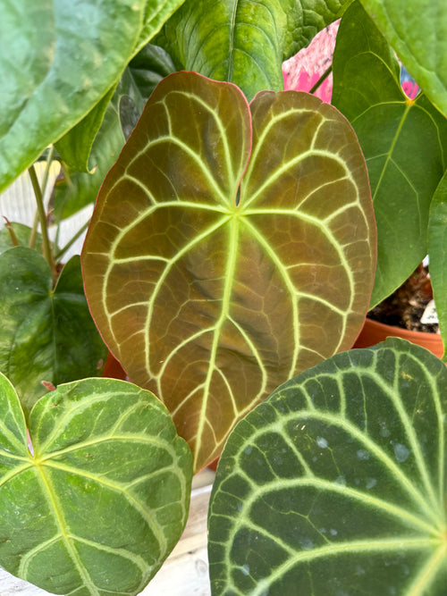Anthurium