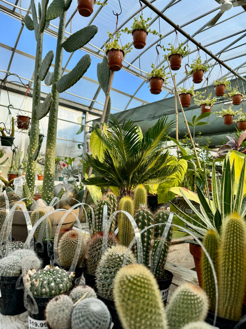 Cacti & Euphorbia