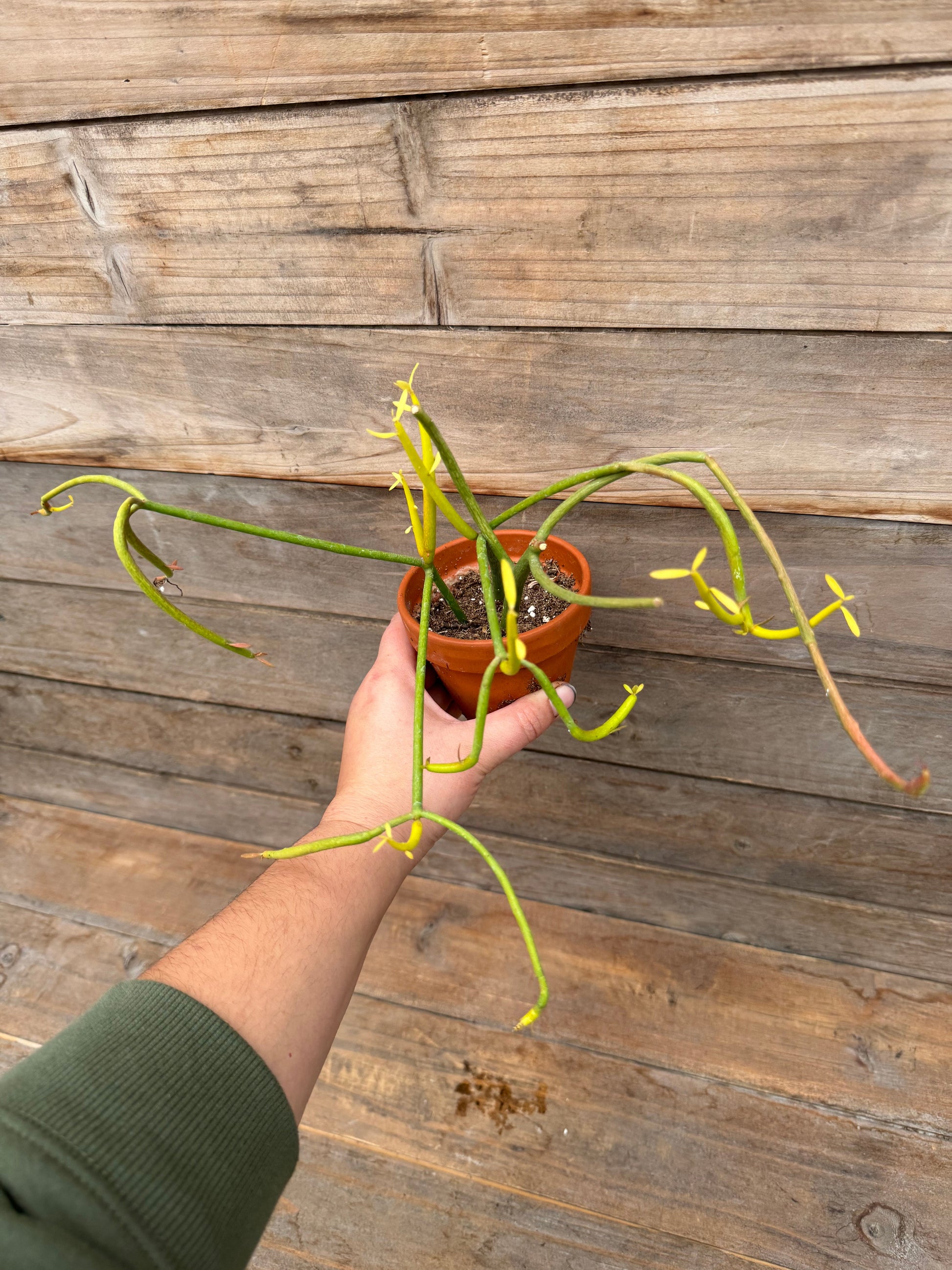 pencil cactus yellow Euphorbia tirucalli (aka Pencil Cactus) (3") – Springwater Garden Center