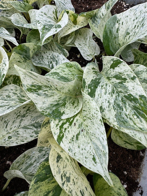 Epipremnum & Scindapsus