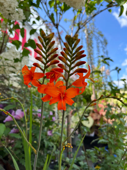 Crocosmia LUCIFER 1gal