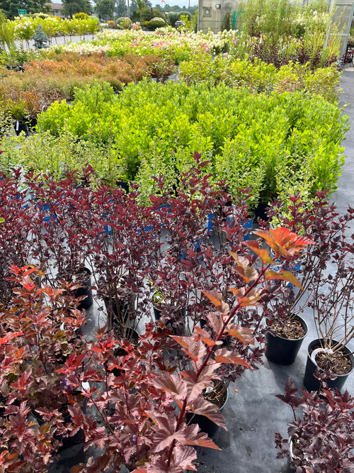 Shade Trees & Shrubs