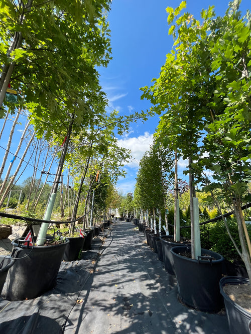 Trees
