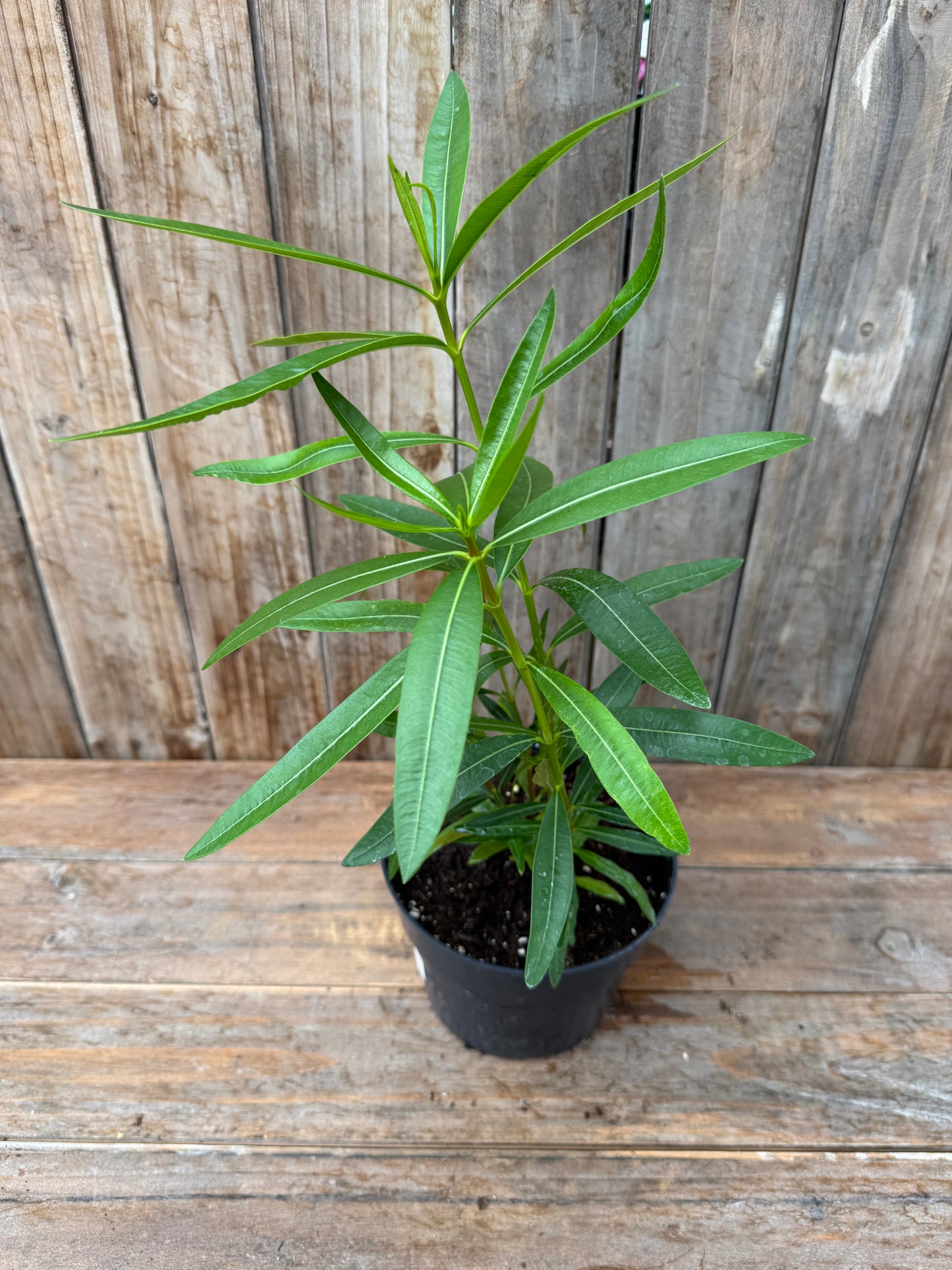 Oleander Seedling (6”)