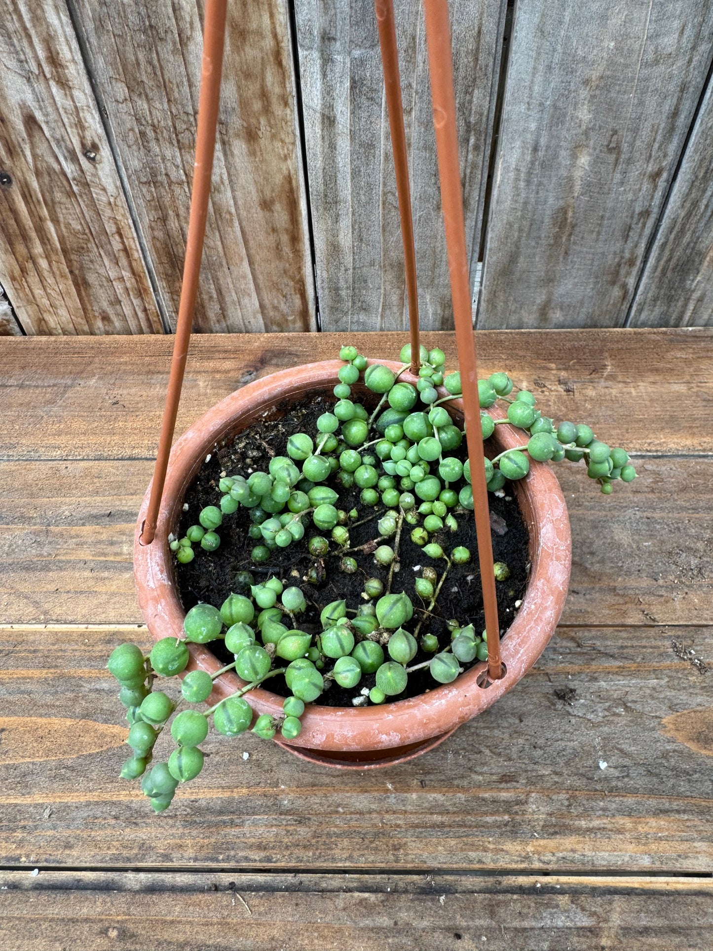 String of Pearls (4” HB)