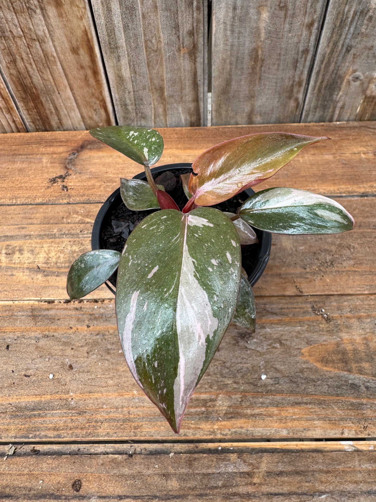 Philodendron ‘Pink Princess’ (4”)