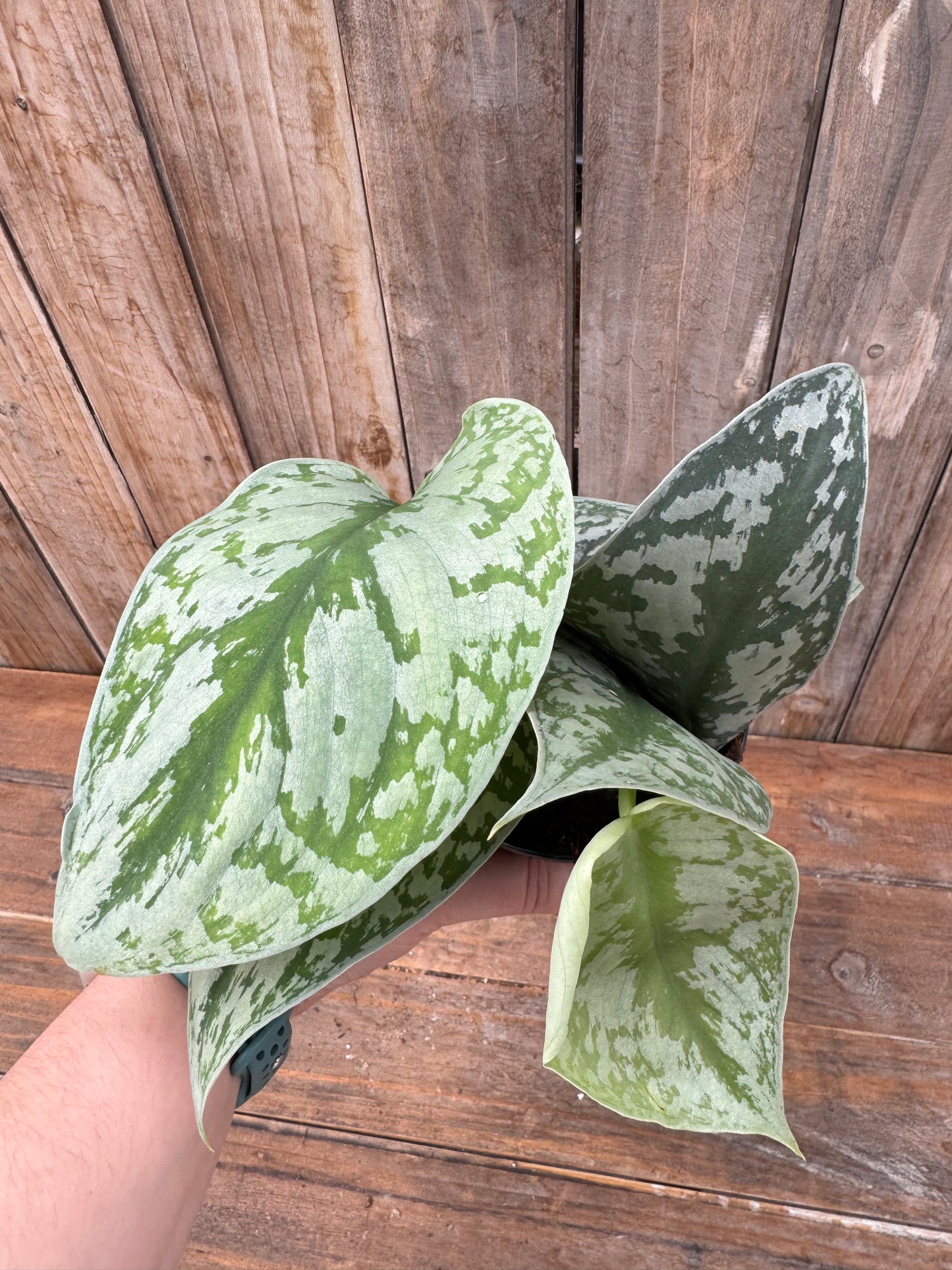 Scindapsus pictus 'Exotica' (4")