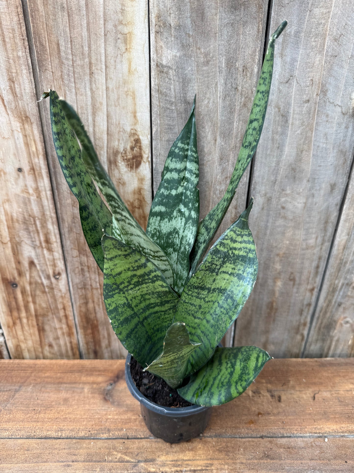 Snake Plant (4”)