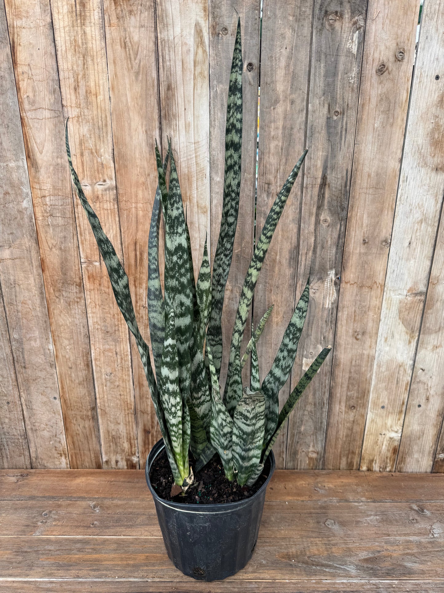 Snake Plant (10”, local pick up only)