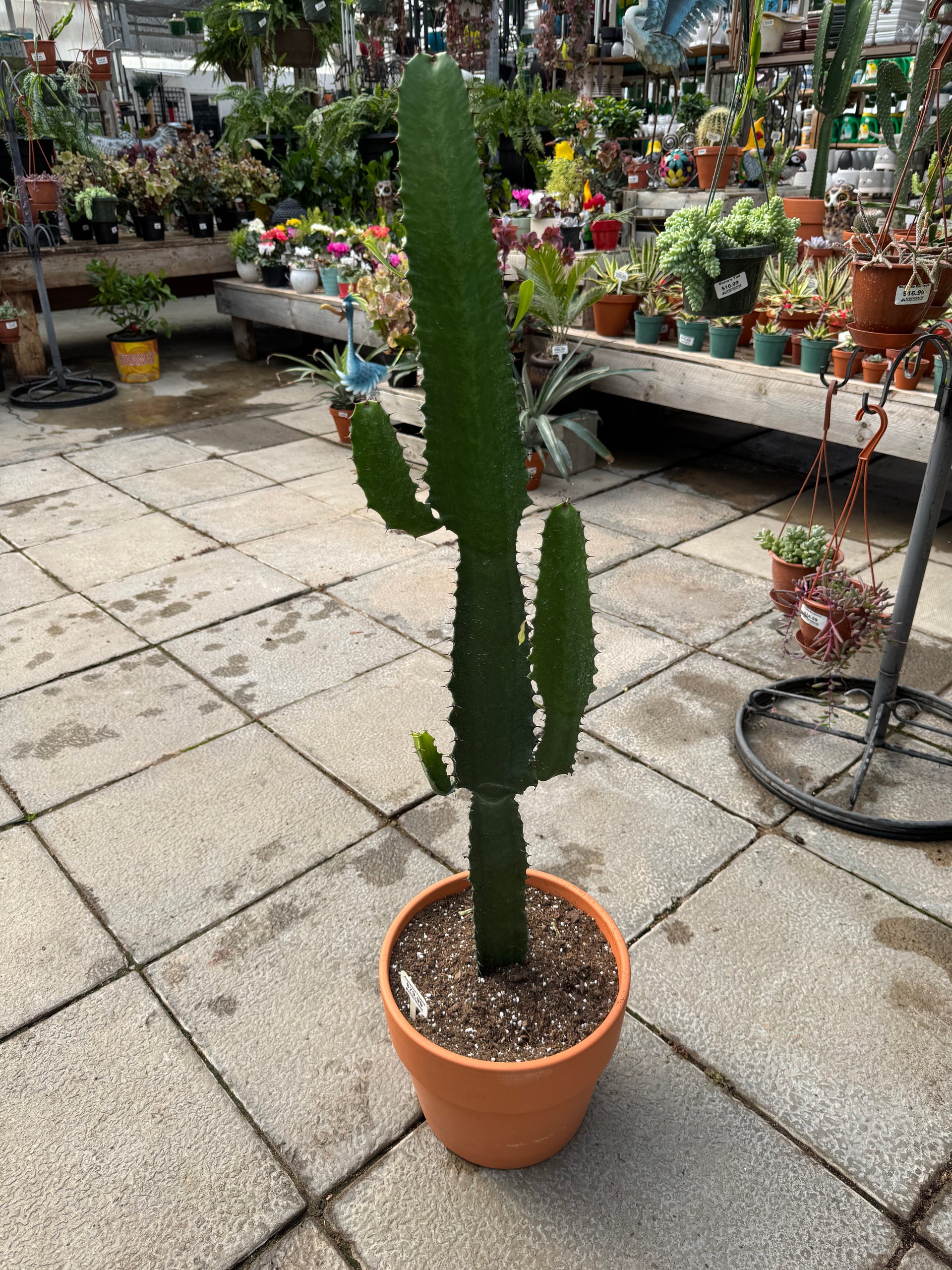 Euphorbia eritrea (10”, local pick up only) – Springwater Garden Center