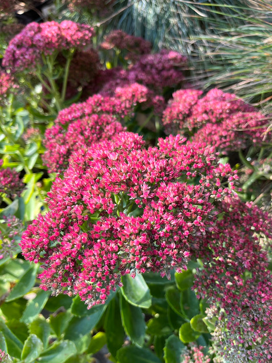 Stonecrop ‘Autumn Joy’