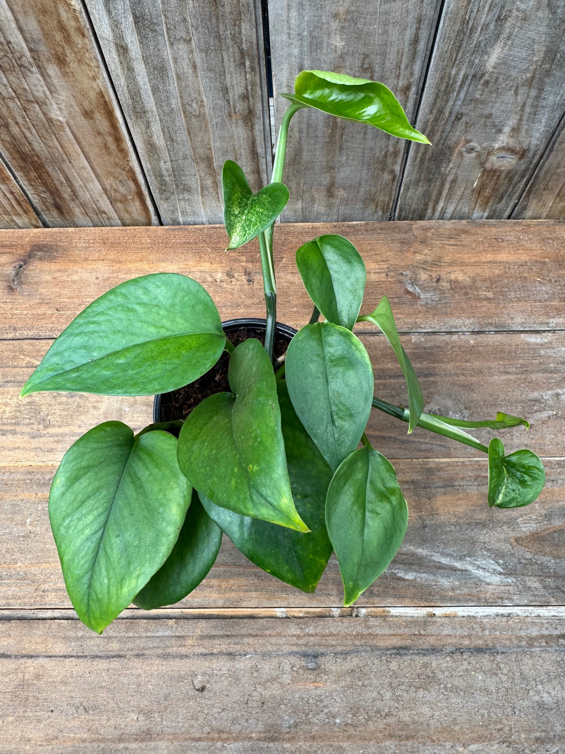 jade green pothos Pothos 'Jade' (4") – Springwater Garden Center