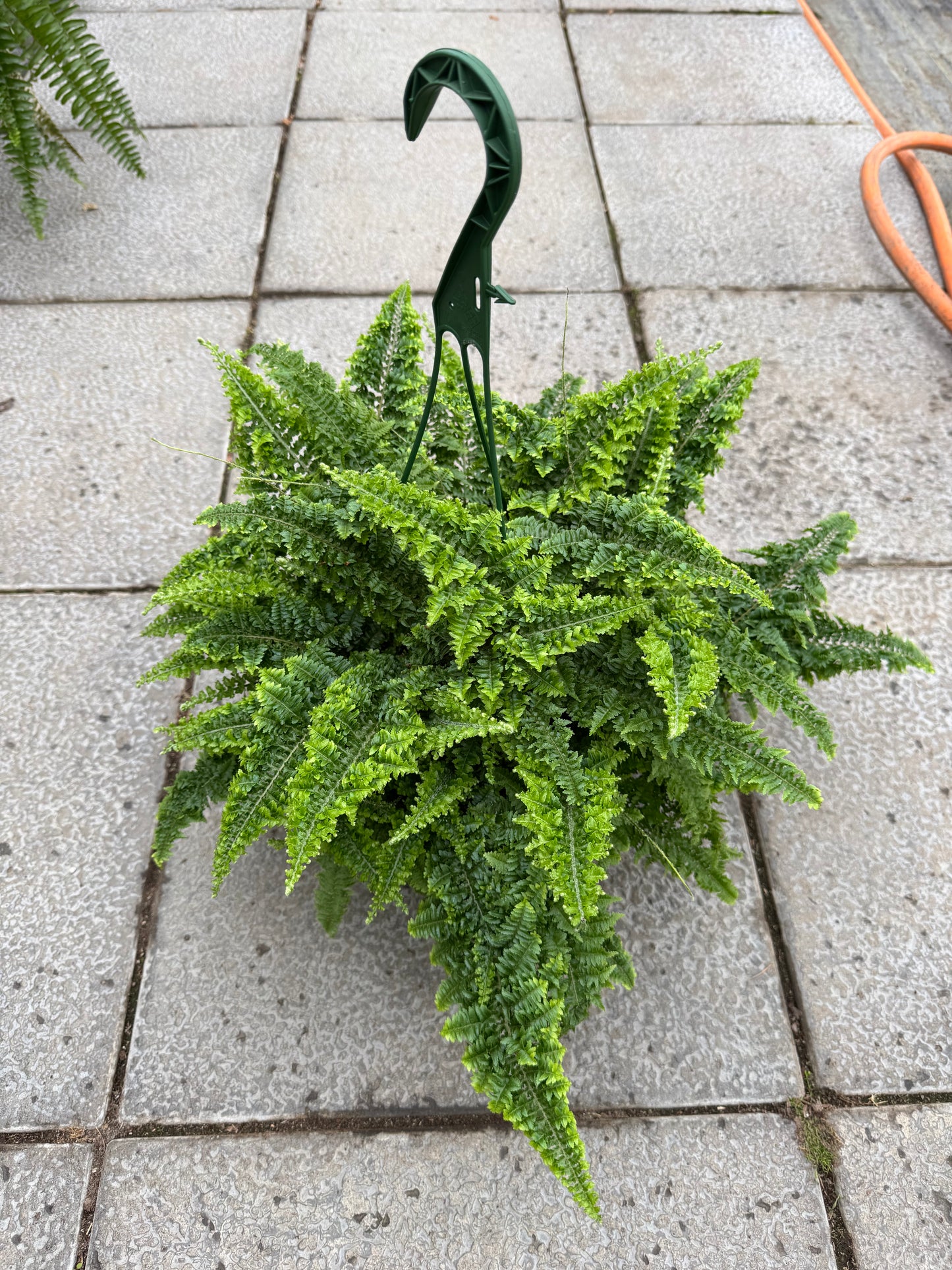 Fluffy Ruffle Fern (8"HB) (LOCAL PICK UP ONLY)