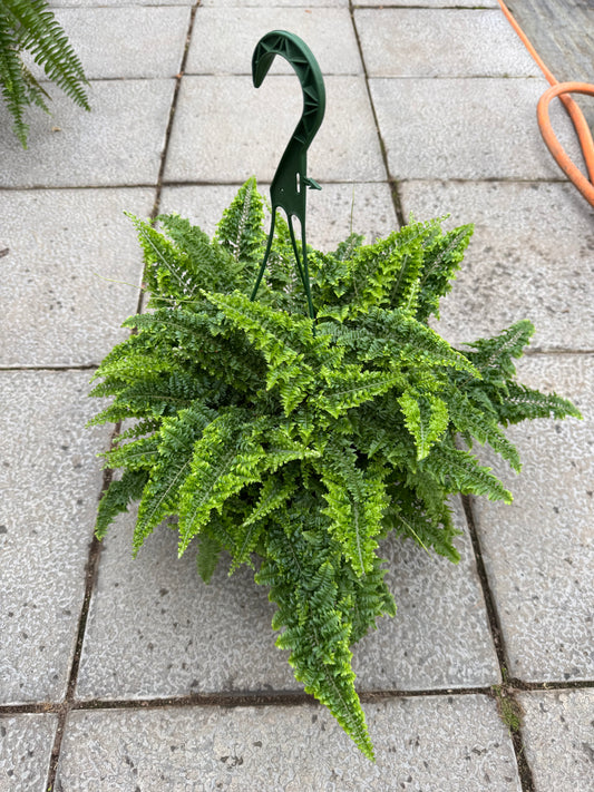 Fluffy Ruffle Fern (8"HB) (LOCAL PICK UP ONLY)