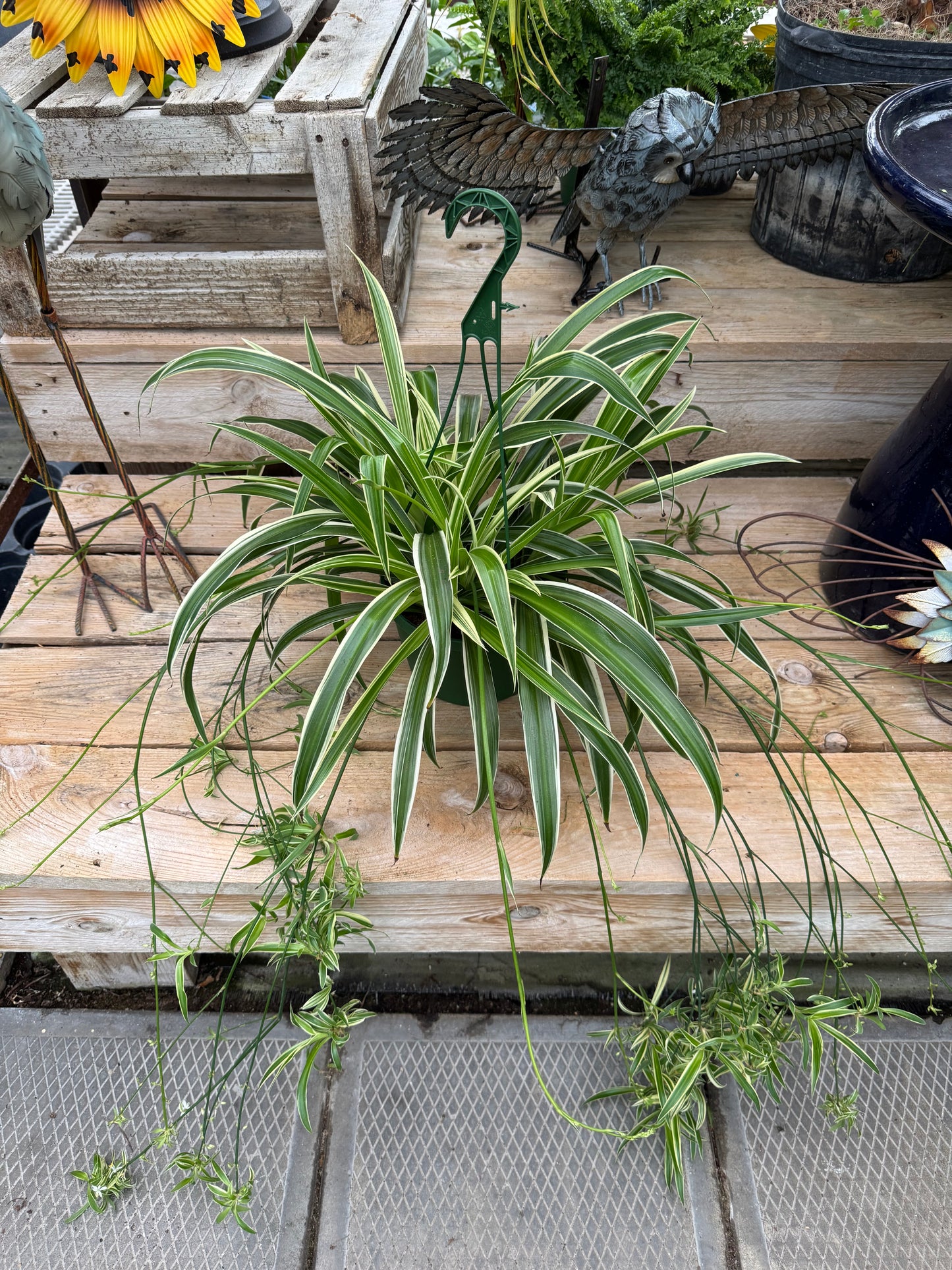 Spider Plant (8"HB) (LOCAL PICK UP ONLY)
