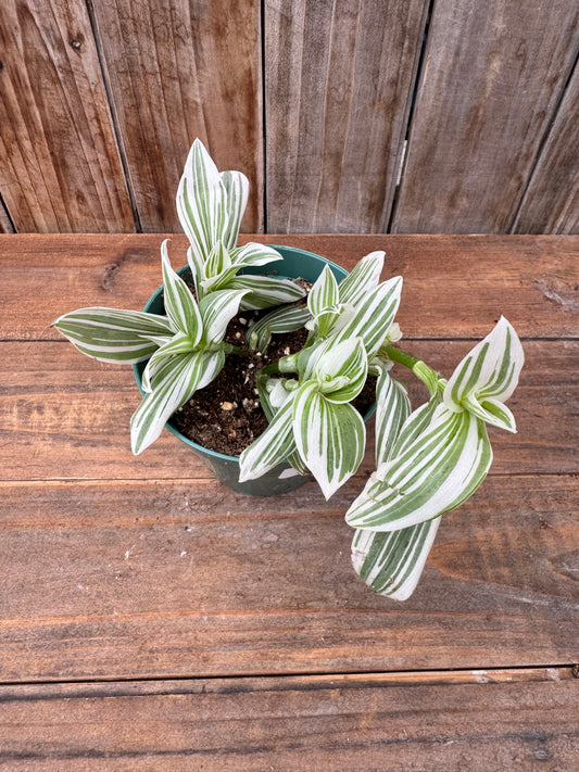 4.5” Tradescantia 'Pistachio'