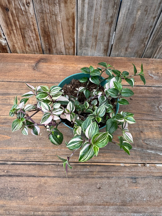 Tradescantia 'Rainbow' (4.5")