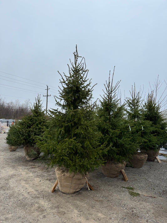 Serbian Spruce (Spade Dug)