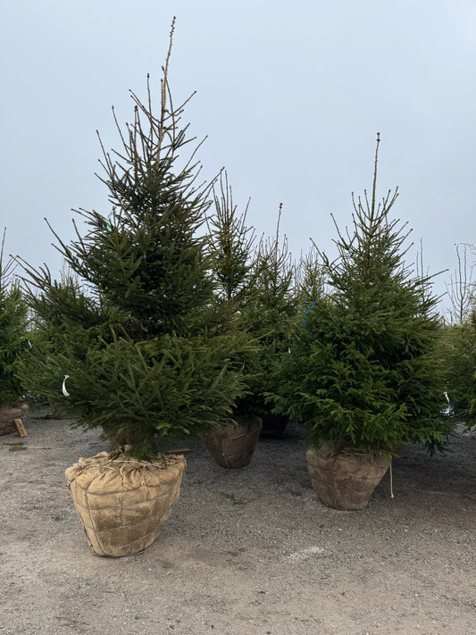 Norway Spruce, large (Spade Dug)