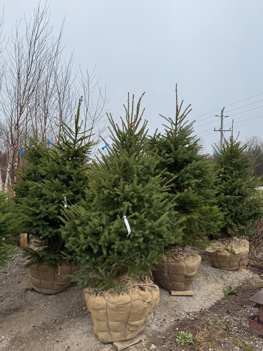 White Spruce, 6-8' spade dug