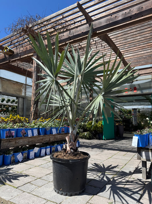 17” Bismark Palm (LOCAL PICK UP ONLY)