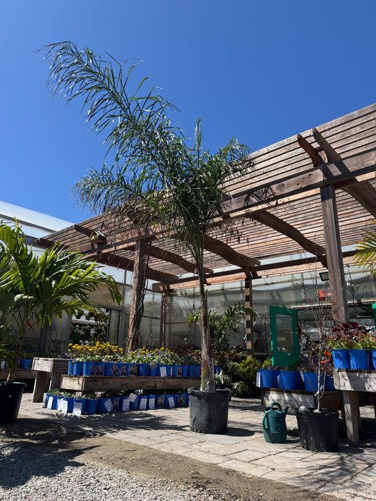 17" Queen Palm (LOCAL PICK UP ONLY)