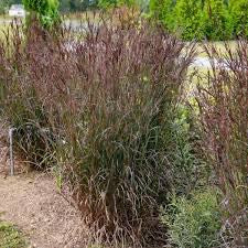 Andropogon g. BLACKHAWKS