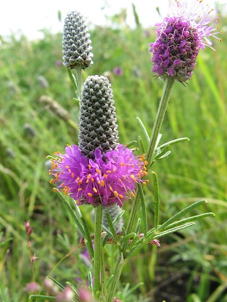 Dalea purpurea
