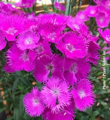 Dianthus x b. i. ROCKIN' PURPLE
