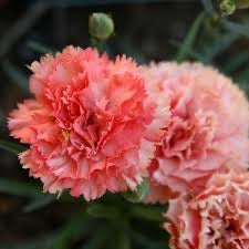 Dianthus ODESSA ORANGE BLING BLING