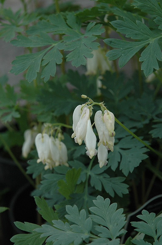 Dicentra formosa AURORA