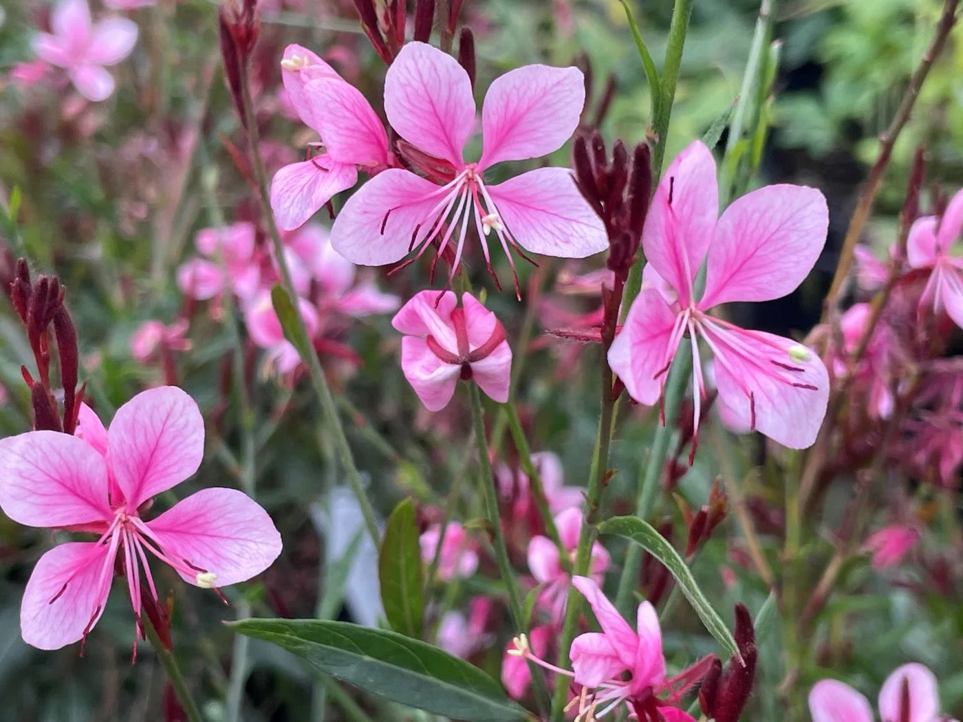 Gaura CONFETTI PINK