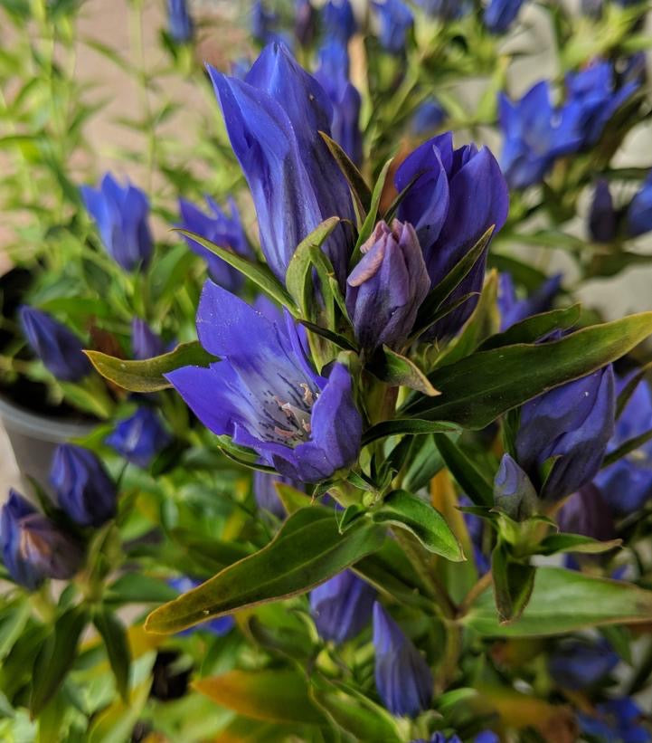 Gentiana TRUE BLUE