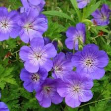 Geranium ROZANNE
