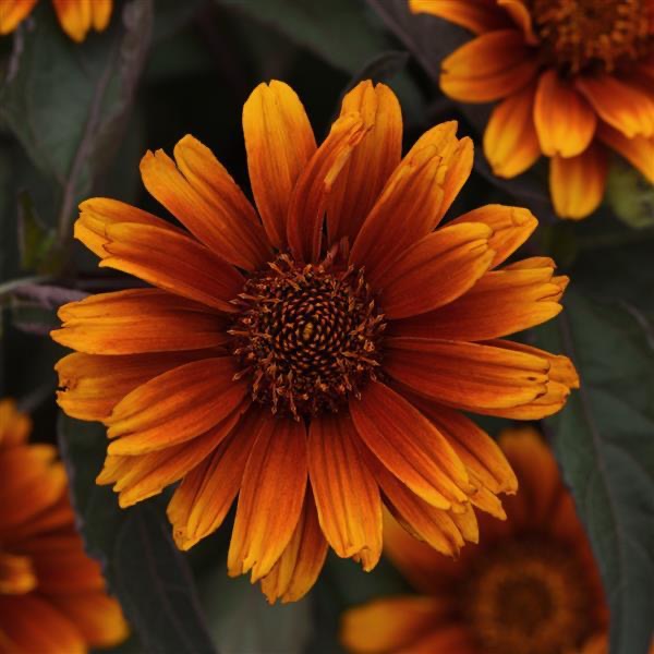 Heliopsis h. SUMMER ECLIPSE