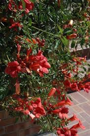 Flamenco Red Trumpet Vine