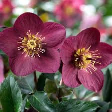 Helleborus x g. HGC NIGHTINGALE
