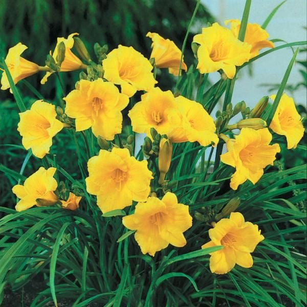 Hemerocallis STELLA DE ORO