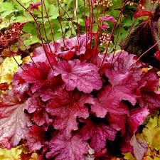 Heuchera BERRY SMOOTHIE