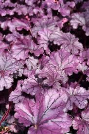 Heuchera FOREVER PURPLE