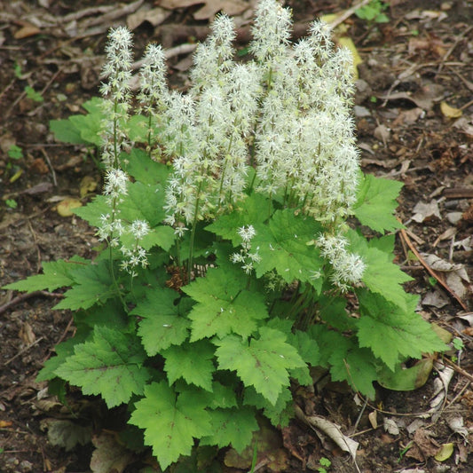 Tiarella cordifolia 1gal