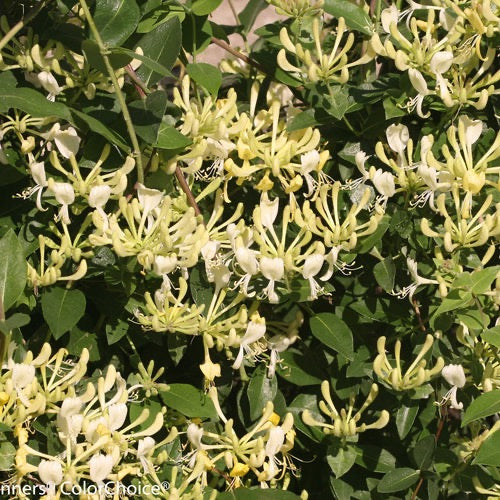 Honeysuckle ‘Scentsation’ 2gal