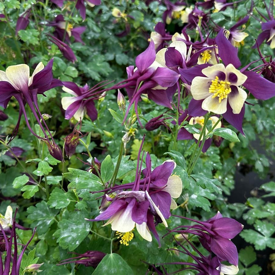 Aquilegia EARLYBIRD PURPLE YELLOW
