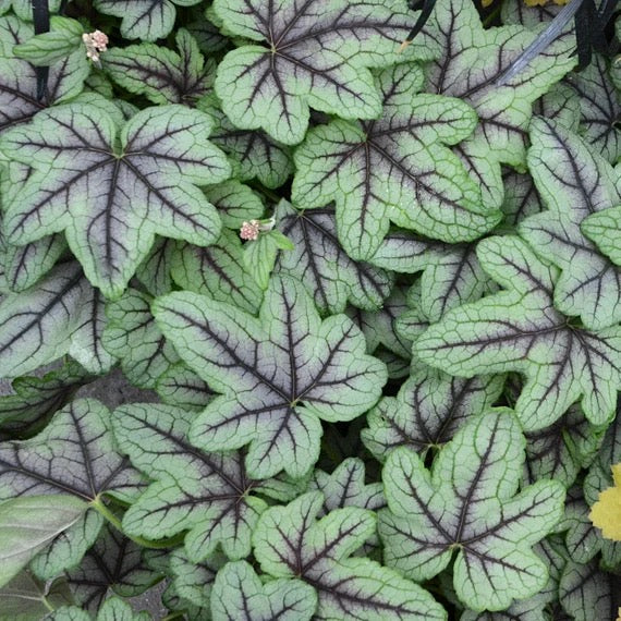 Heucherella PINK FIZZ